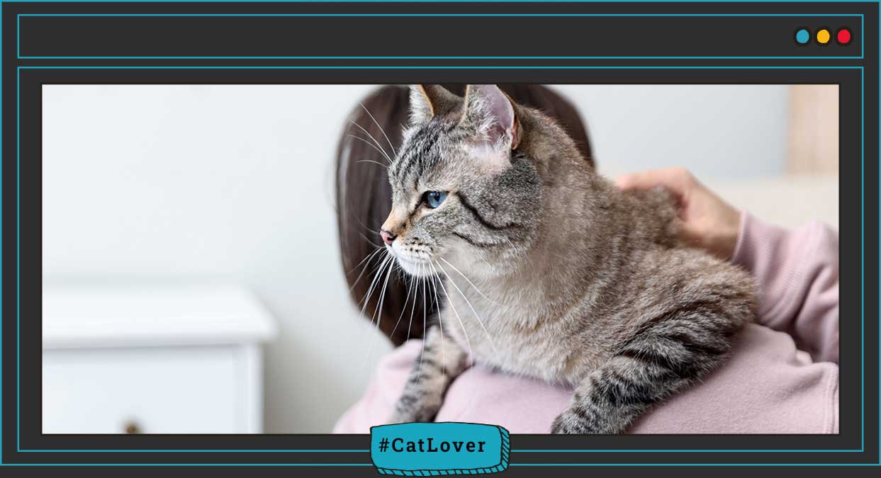 gatito nuevo en casa